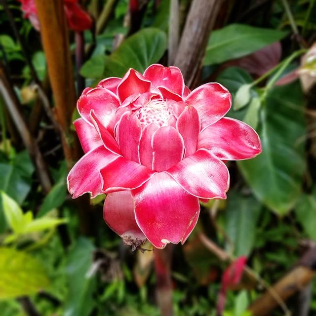 Picture of a red flower on the Big Island of Hawaii. Flowers embrace change and remind us of the courage needed to be vulnerable. 