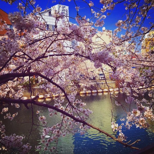 Cherry blossoms in Japan, showing meaning in the beauty of nature. 